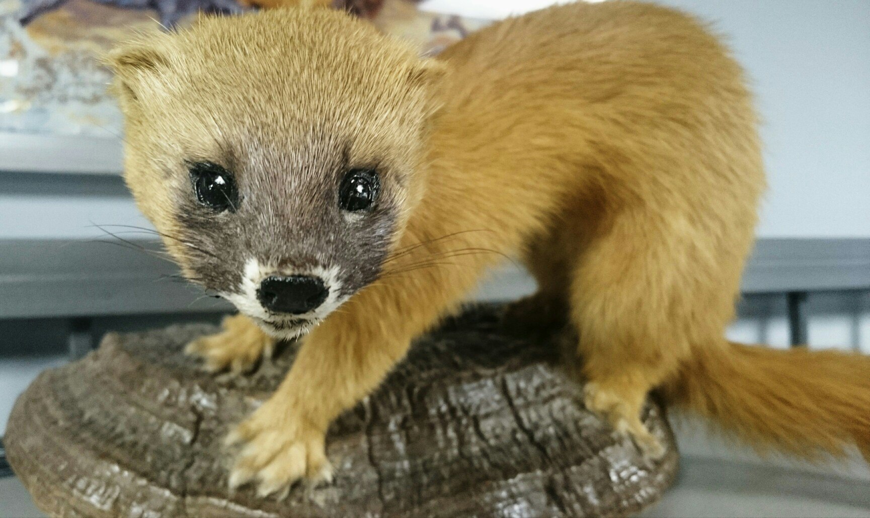 Чучело "Колонок"