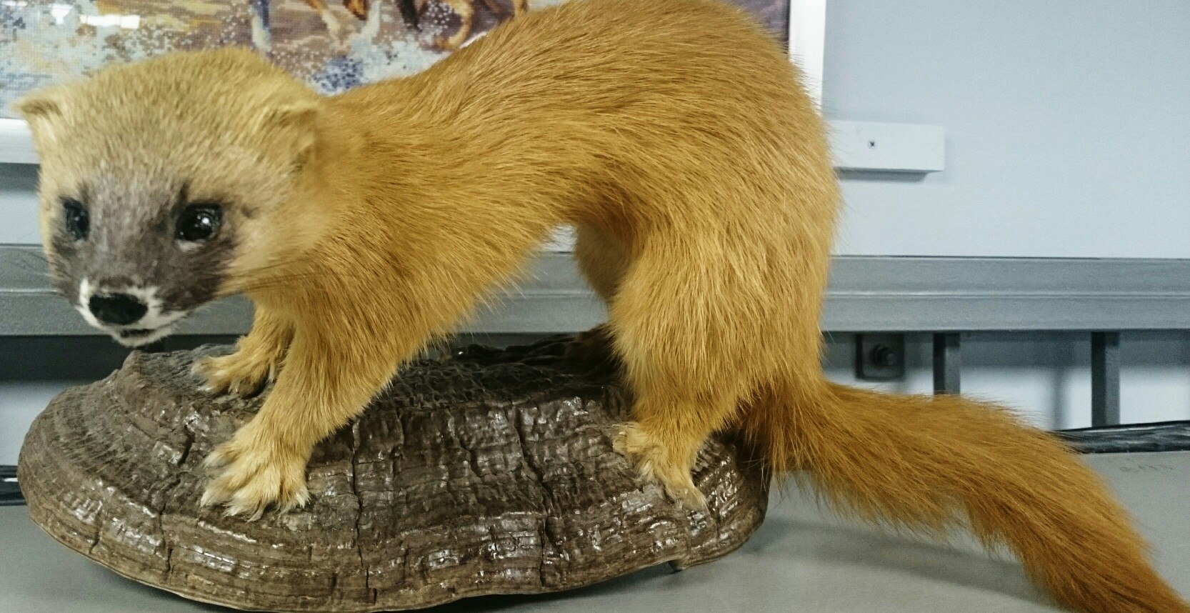 Чучело "Колонок"